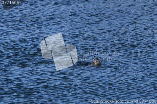 Image of Seal in the Ocean