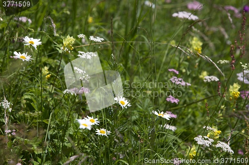Image of Wildflower meadow
