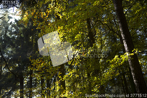 Image of Autumnal forest