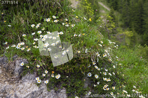 Image of Flowers in the Bavarian Alps