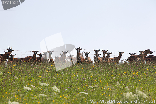 Image of Pinzgauer goats