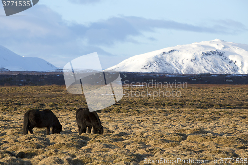 Image of Portrait of a herd of Icelandic horses