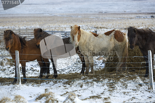 Image of Herd of Icelandic horses in wintertime