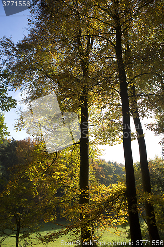 Image of Colorful autumnal leaves