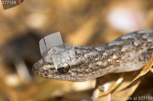 Image of marbled gecko