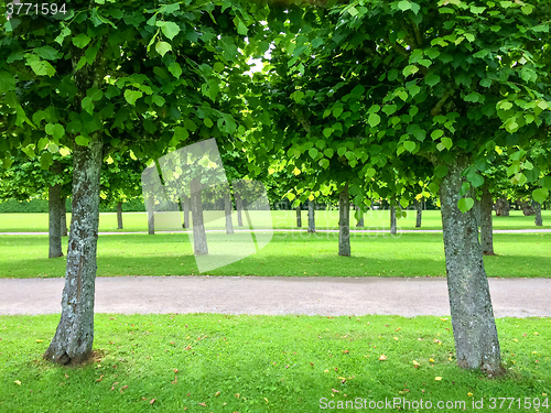 Image of Alley of linden trees in the summer park