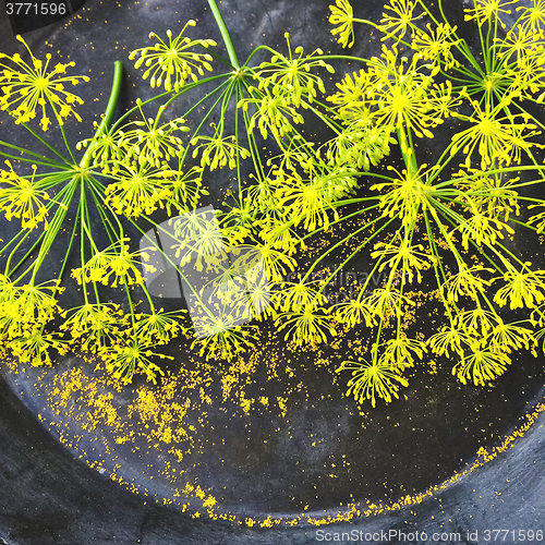 Image of Fresh dill flowers on dark metal background