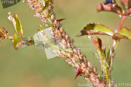 Image of aphids on rose branch