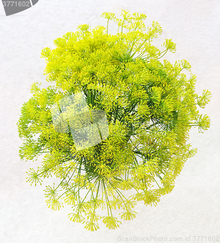 Image of Bouquet of fresh blooming dill on white background