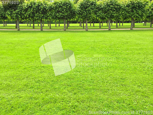 Image of Park with green lawn and linden trees