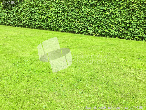 Image of Green lawn and hedge