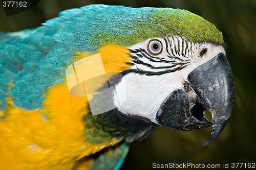 Image of macaw