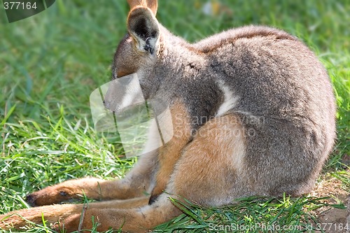 Image of yellow footed rock wallaby