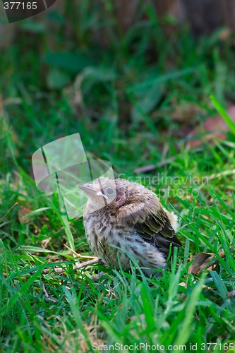 Image of fallen from the nest