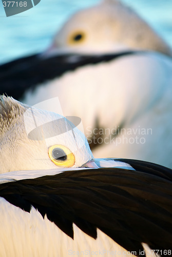 Image of pelican abstract