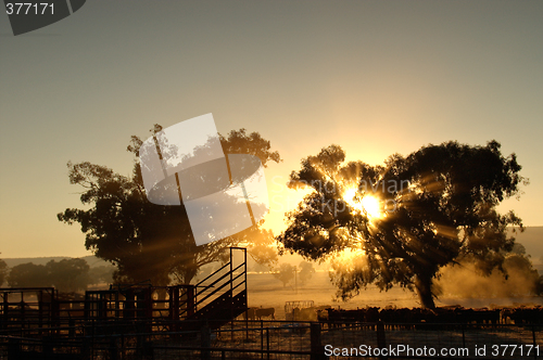 Image of catlle in the morning