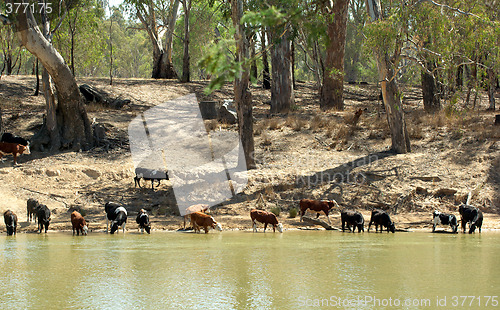 Image of cows at the river