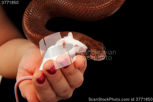 Image of rainbow boa snake and his friend mouse