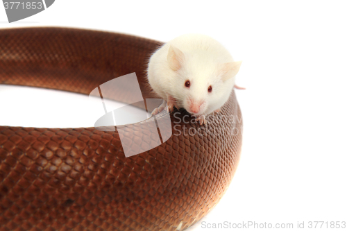 Image of rainbow boa snake and his friend mouse