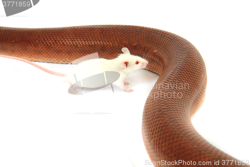 Image of rainbow boa snake and his friend mouse