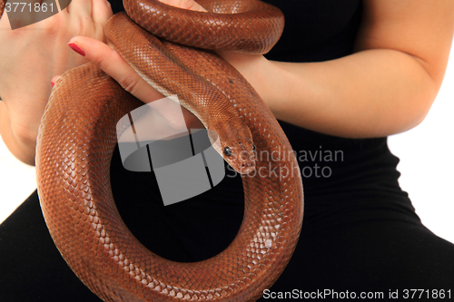 Image of rainbow boa snake and human hands