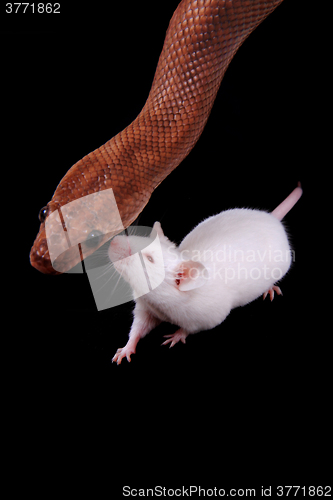 Image of rainbow boa snake and his friend mouse