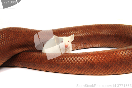 Image of rainbow boa snake and his friend mouse