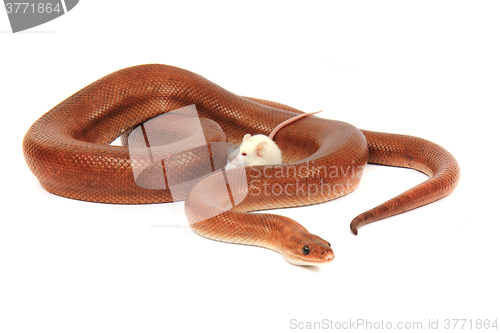 Image of rainbow boa snake and his friend mouse