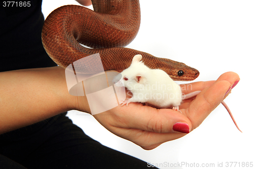 Image of rainbow boa snake and his friend mouse