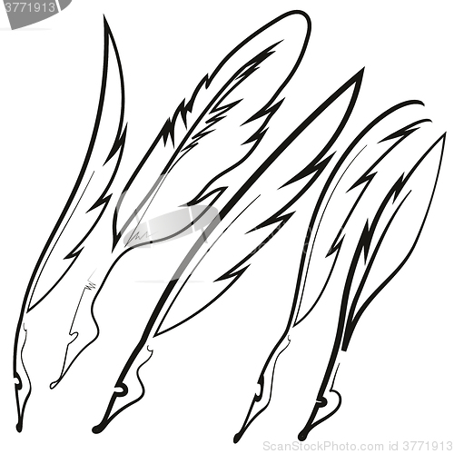 Image of Set of Different Feathers