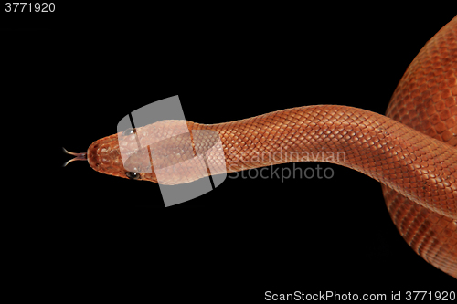 Image of rainbow boa snake