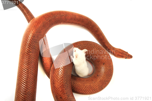 Image of rainbow boa snake and his friend mouse