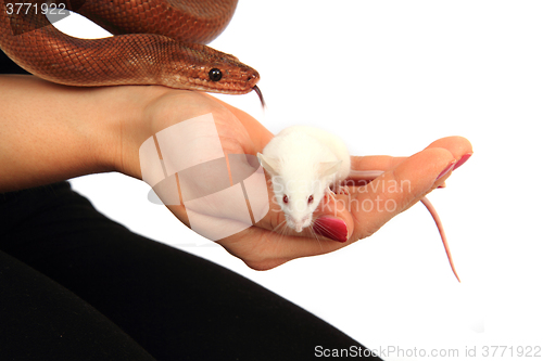 Image of rainbow boa snake and his friend mouse