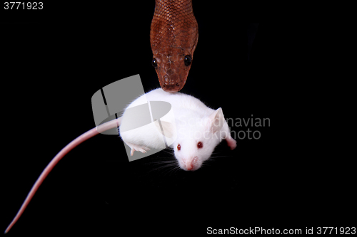 Image of rainbow boa snake and his friend mouse