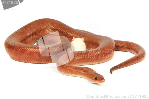 Image of rainbow boa snake and his friend mouse