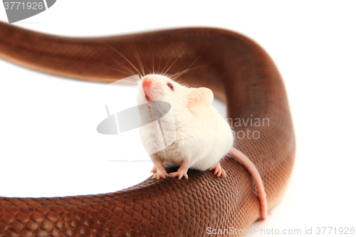 Image of rainbow boa snake and his friend mouse