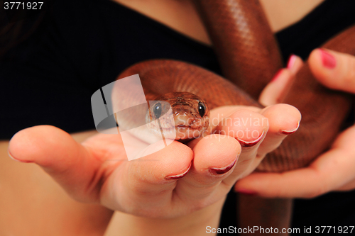 Image of rainbow boa snake and human hands