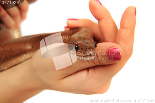 Image of rainbow boa snake and human hands