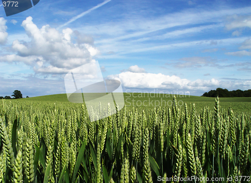 Image of wheatfield