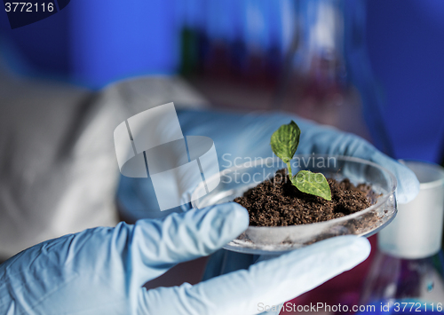 Image of close up of scientist hands with plant and soil 