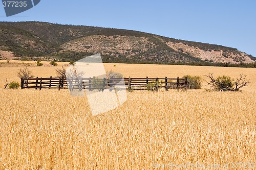 Image of corral in wheat field
