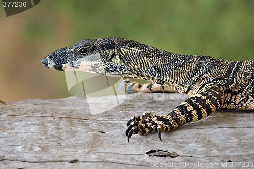 Image of walking goanna