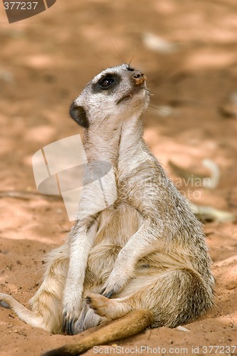 Image of meerkat sitting