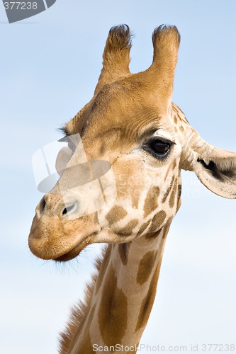 Image of close up of giraffe