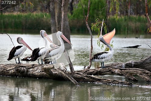 Image of one boastful pelican showing off in front of three mates