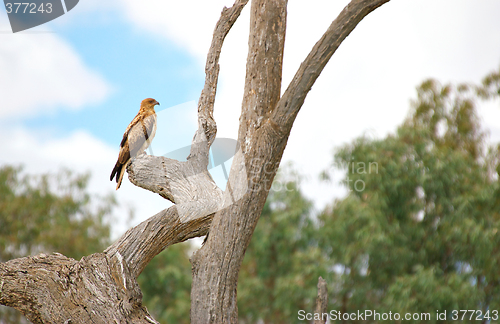 Image of whistling kite