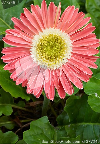 Image of pink gerbera