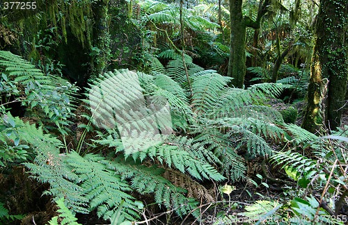 Image of rainforest ferns