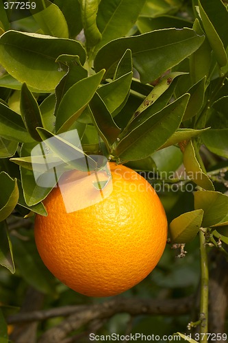 Image of orange on bush