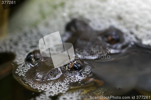 Image of frogs mating